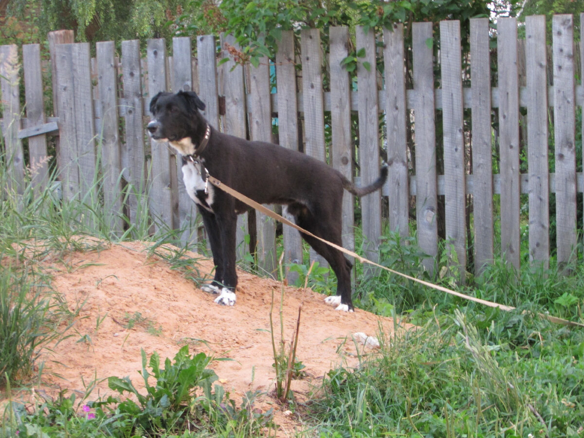 Вот охранное место стриженного Грэя! Он всегда на высоте!