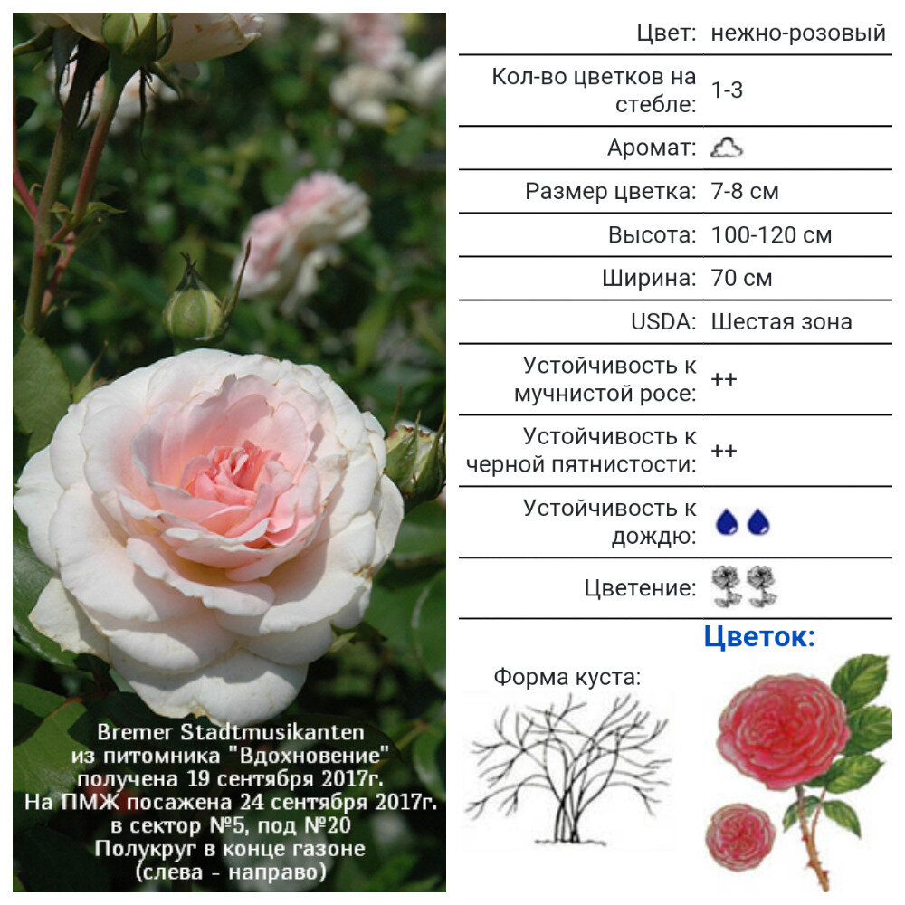 Bremer Stadtmusikanten®, Kordes, 2000, Шрабы