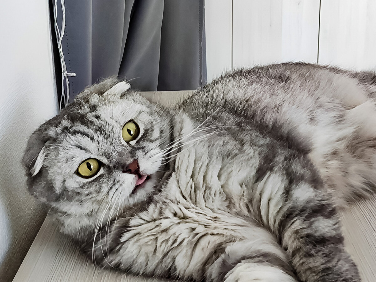 Грей чётко знает, когда и что получит в миске и меньше капризничает 