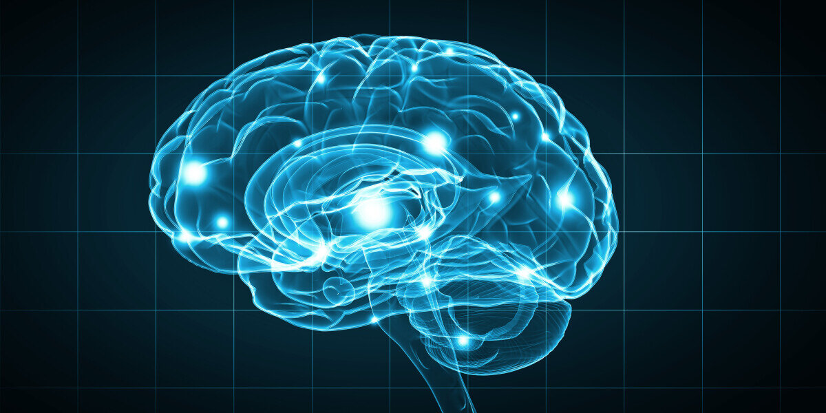 Мозг человека, проекция. Изображение из Интернета 
