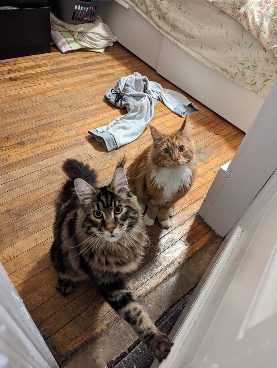 Мы только немного подрастем в армию российскую. Прикольные фразы про детей. Подрастем и в армию пойдем. Братья карамазовы презентация. Дети и животные смешное.