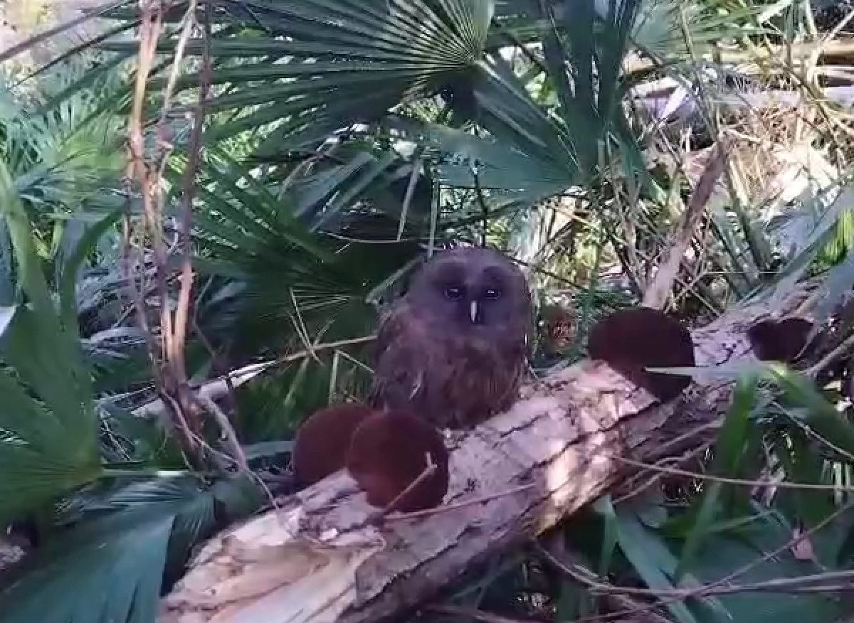    В Сочи орнитолог выпустил на волю спасенного из снега совенка