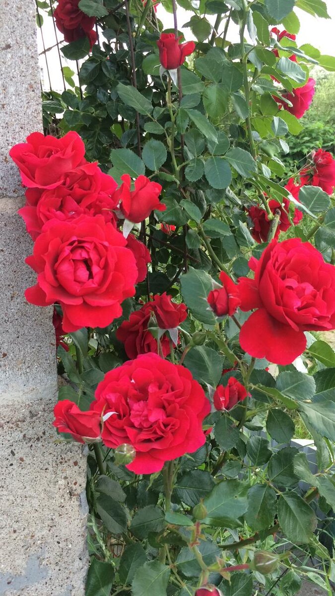 Sympathie, Kordes Германия,1964, Гибрид Kordesii (фото автора)