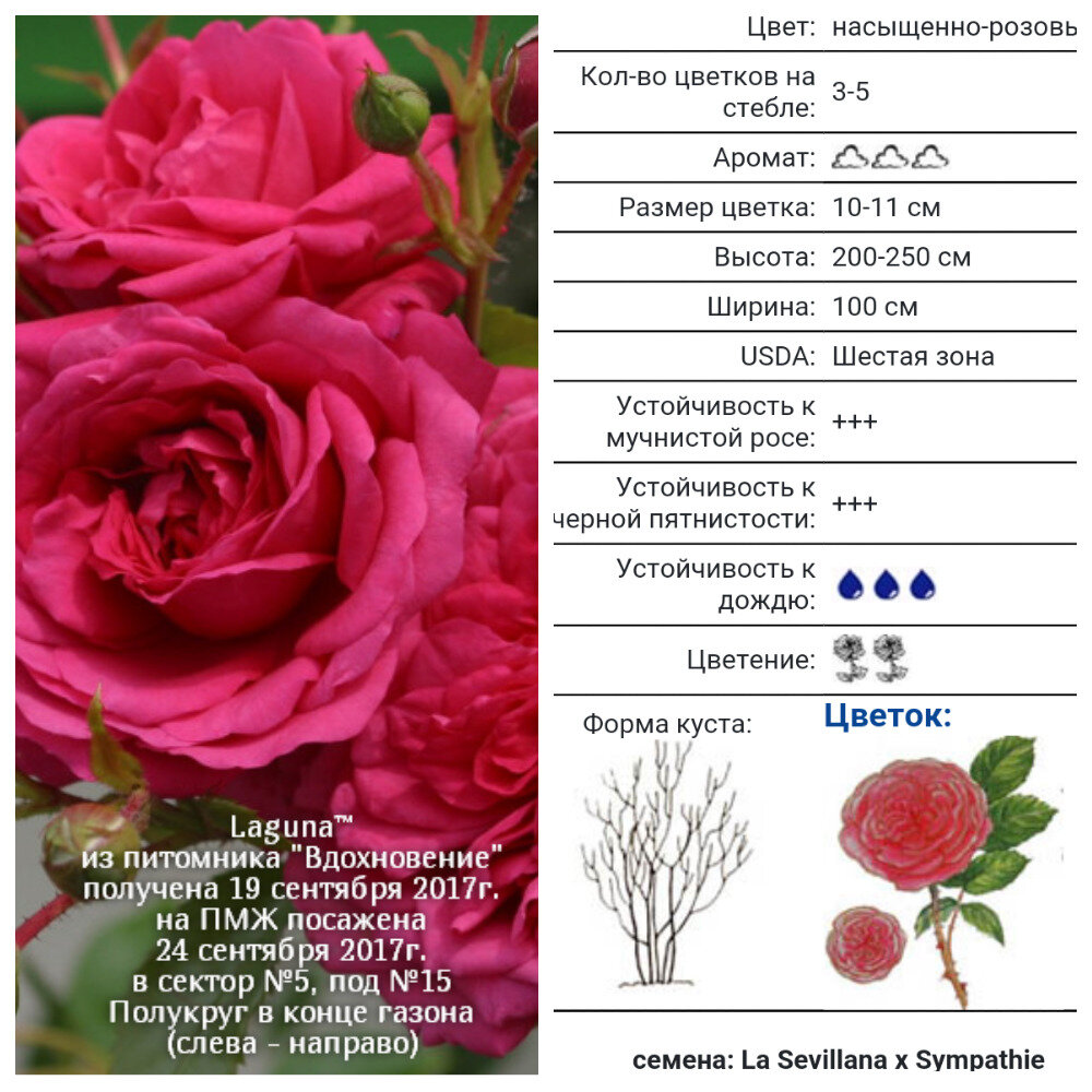 Laguna, Kordes, 2004, Клаймберы