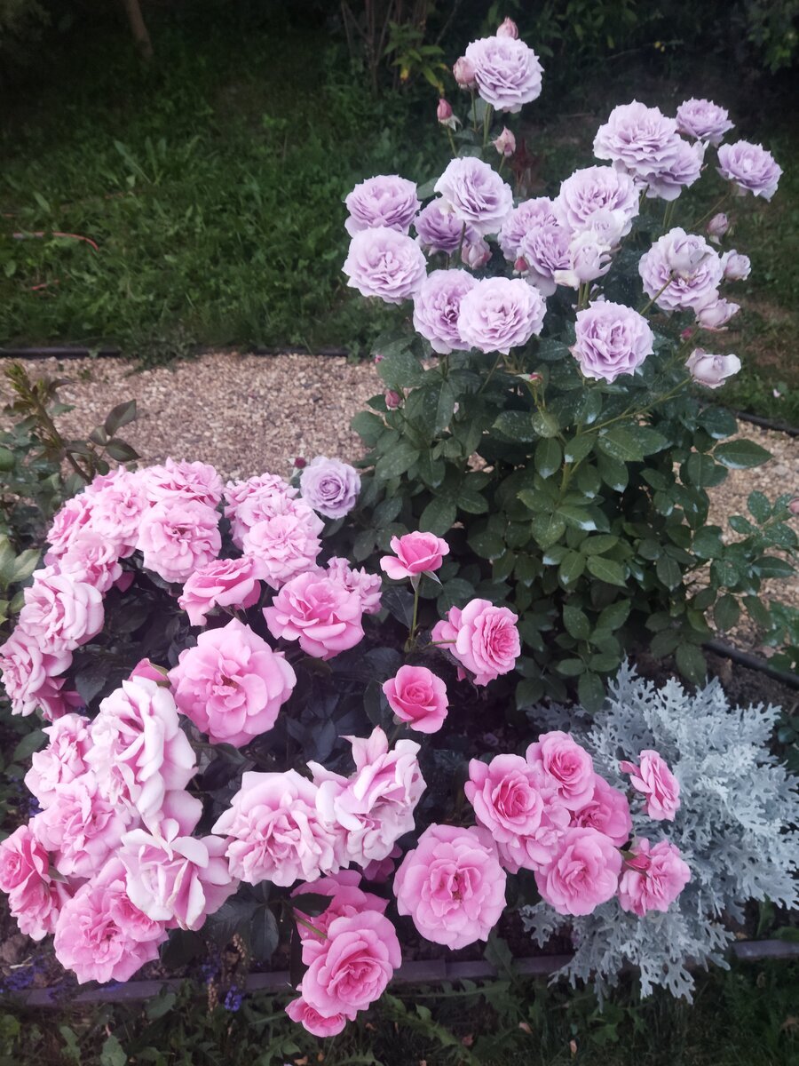 Секси-Рекси с Новалисом - фото Ирины