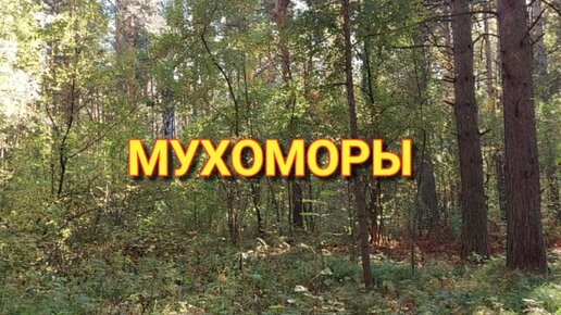 МУХОМОРЫ. Сериал 