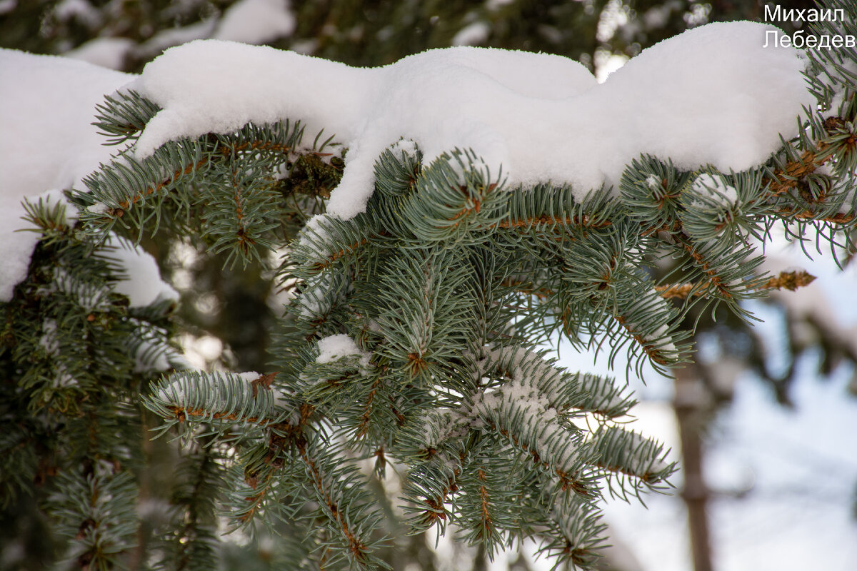 зимой в лесу. зима много снега. где много зиме. снегопад. снег на камчатке.