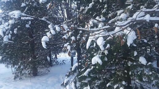 Прогулка по кедровой роще. Поиск белочки( когда дома не сидится)