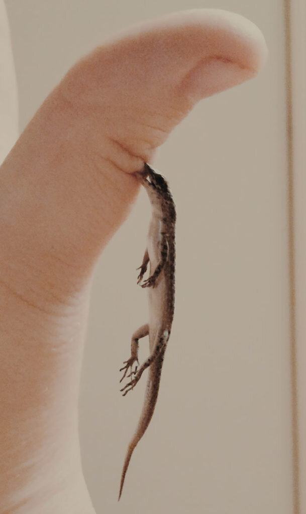 мини тату. малюсенькие котята. маленький котенок. мышка. котенок на руках.