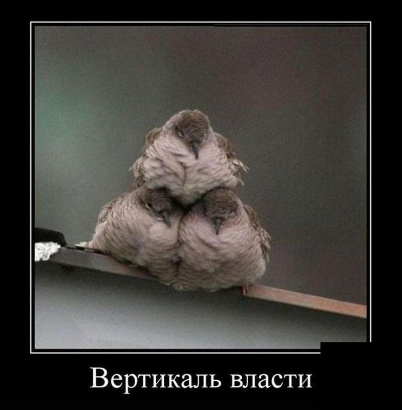 Куда идем с пятачком. Куда идти мем. Красная шапочка и волк сказка. Куда идти и с кем идти. Куда пошел мем.