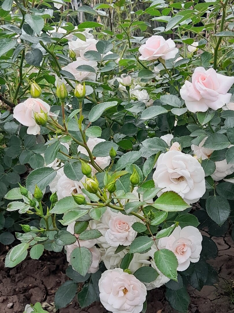 Aspirin Rose, Tantau,1997, Флорибунда (фото автора)