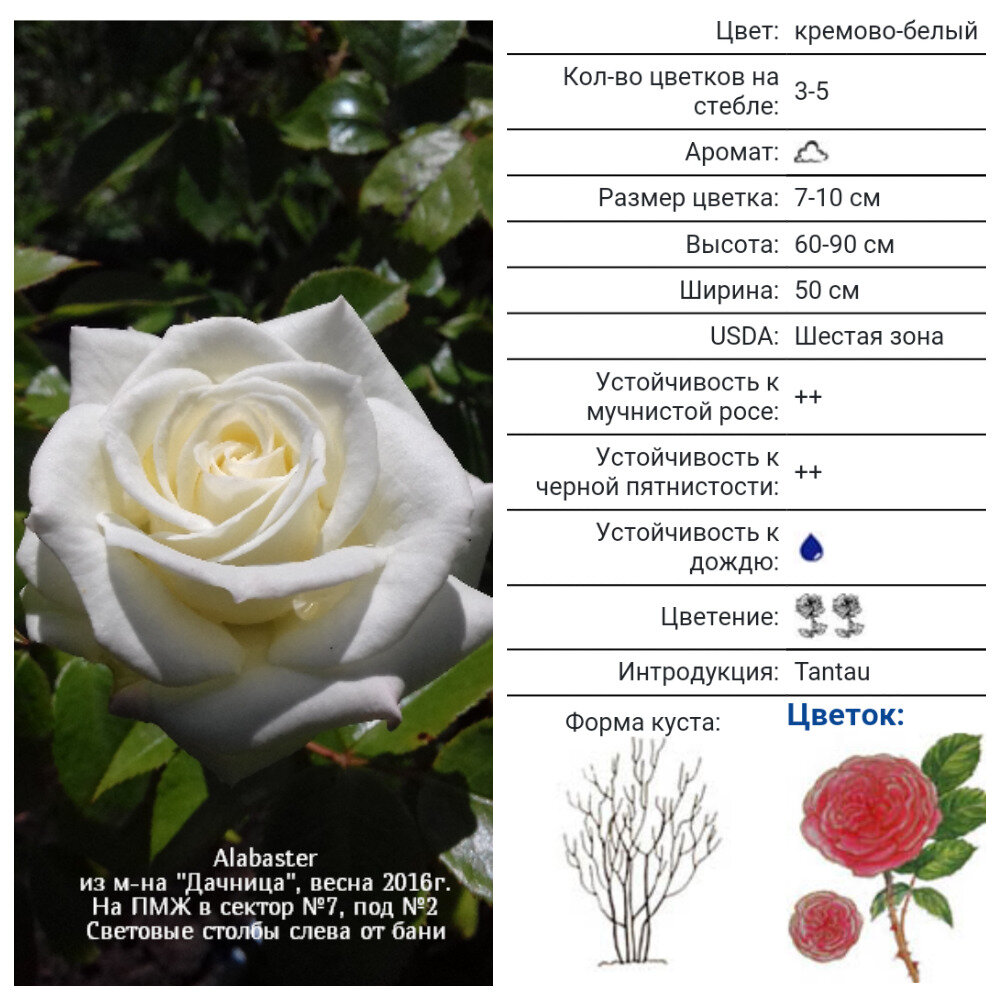 Alabaster,Evers,2007,Флорибунда