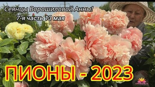 Сеянцы пионов Ворошиловой. Цветение 2023 года! Часть 7 / Сад Ворошиловой