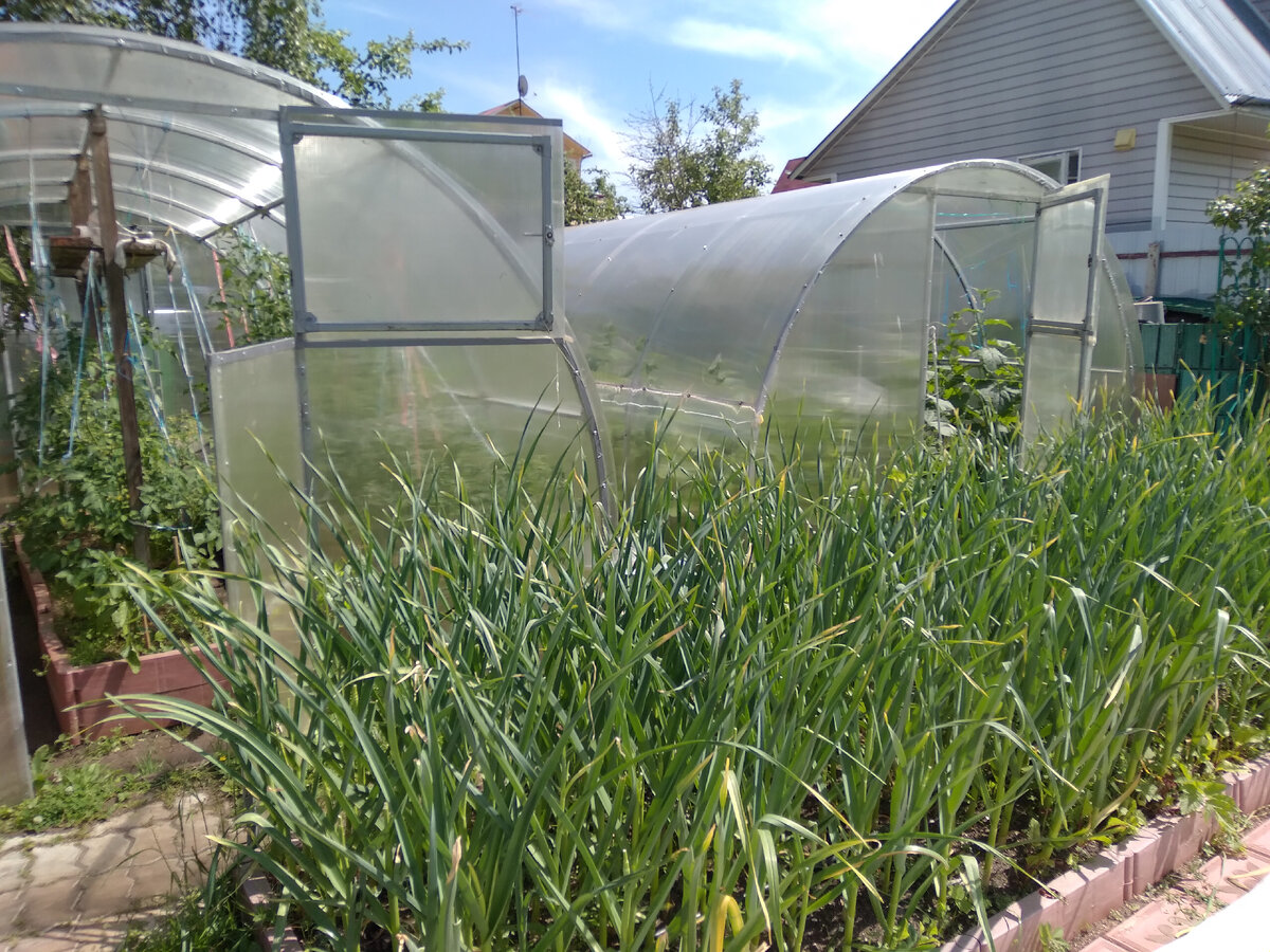 Фото чеснока в разные годы