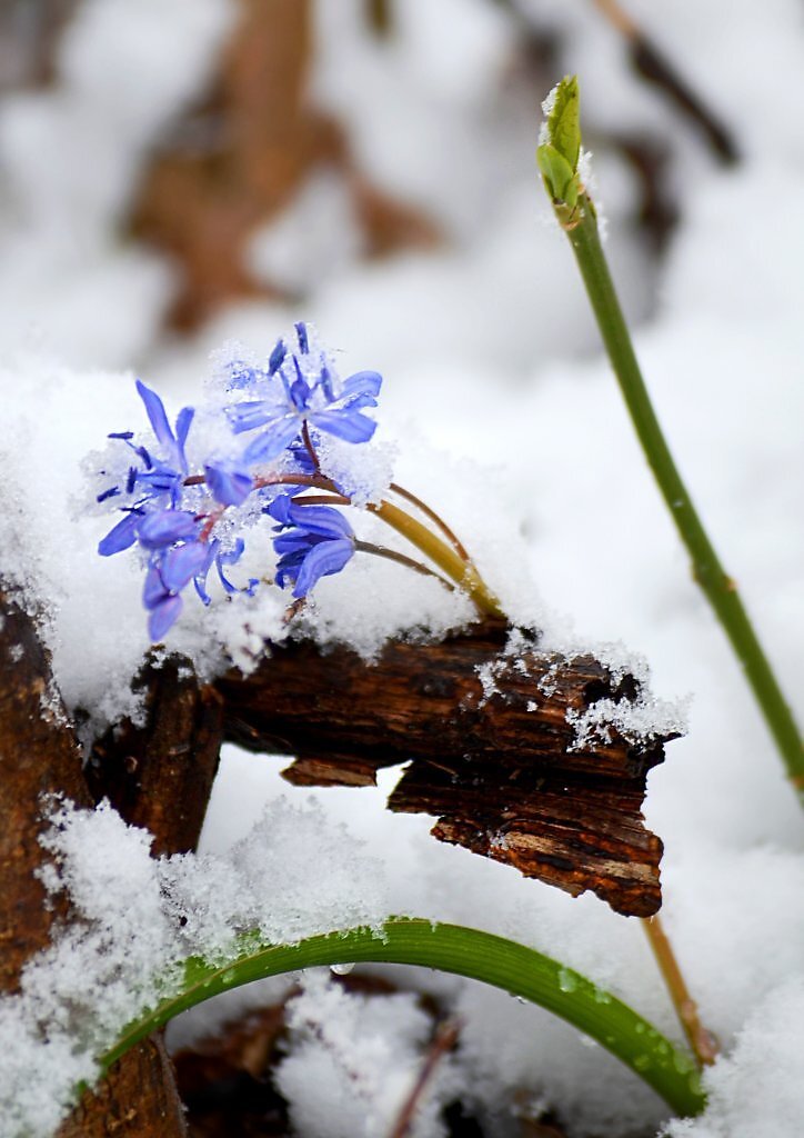 Cold march. Первоцветы в снегу. Пролески в снегу. Утро ранней весны.