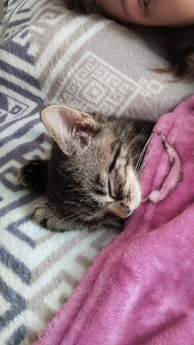 к чему снятся кошки. котенок дома сонник. котенок дома сонник. сонник кошка. к чему снится котенок и кот.