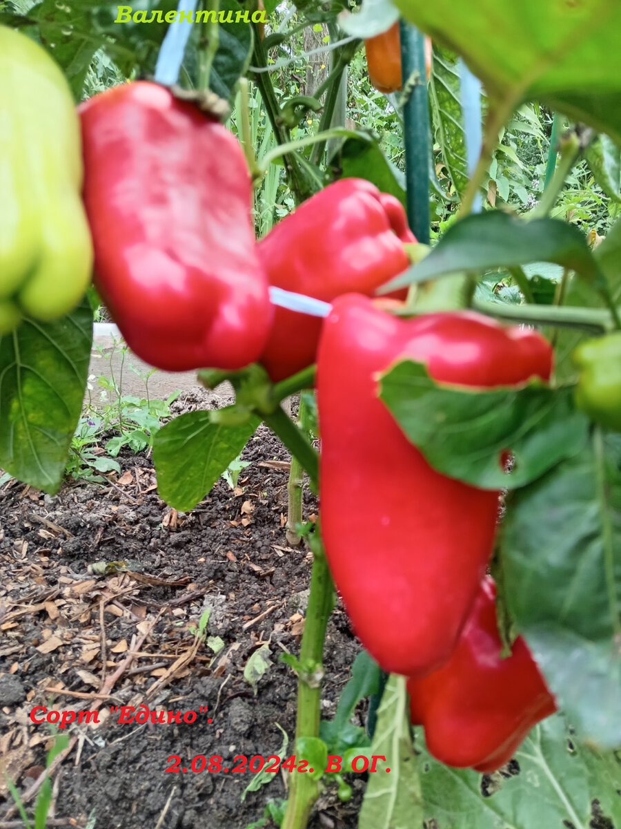 Сорт "Едино" в открытом грунте. В период возвратных заморозков укрывала спанбондом №60.