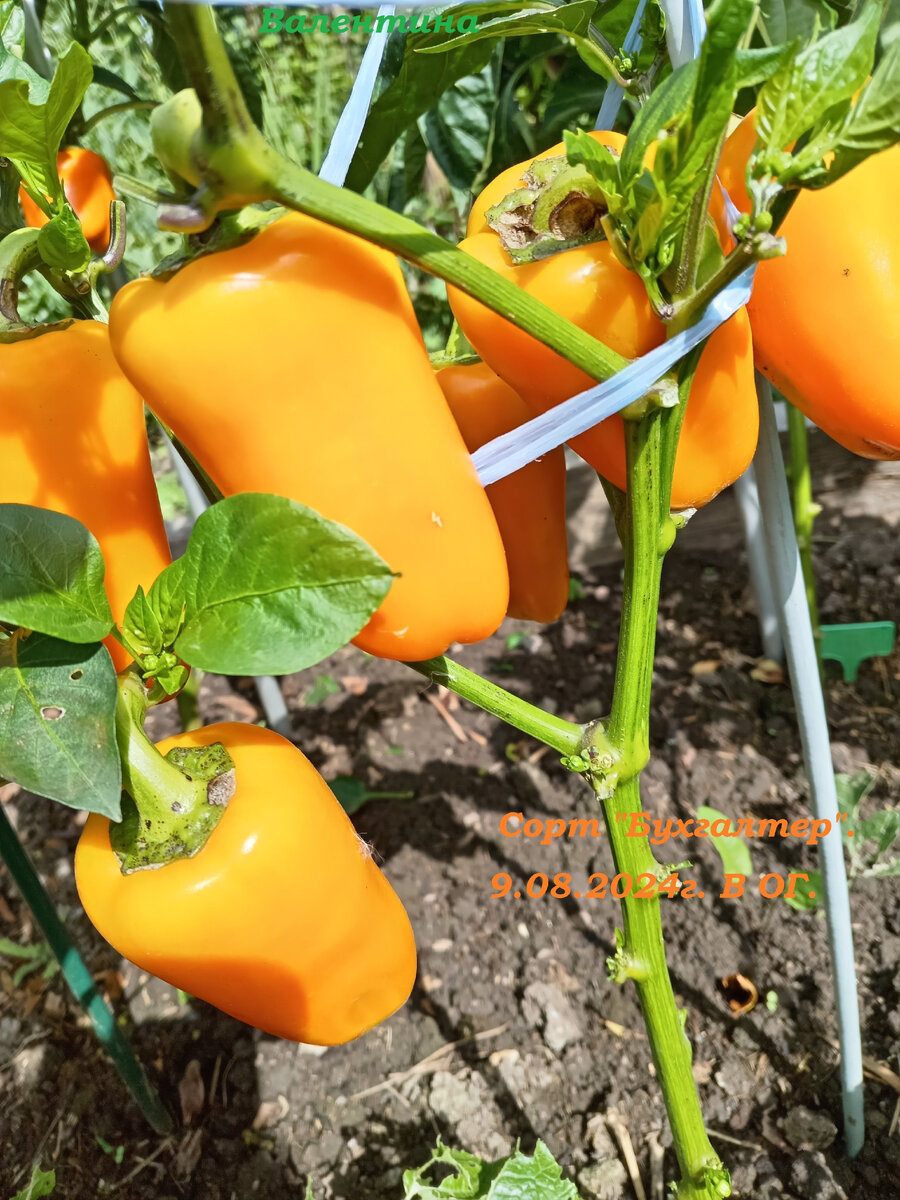 Сорт "Бухгалтер". В открытом грунте. Здесь слизни грызут с июля. 