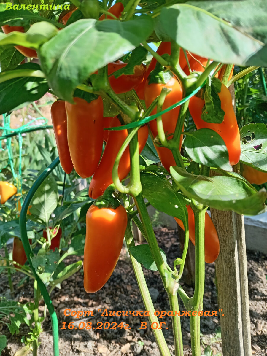 посадка перца и помидор. подвязка перцев. посадка перца и помидор. помидоры и перцы в теплице. посадка перца и помидор.