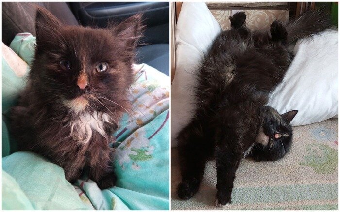 Кормить после стерилизации. Кормление стерилизованных кошек. Попона для кошки после стерилизации. Кормить после стерилизации. Кормить после стерилизации.