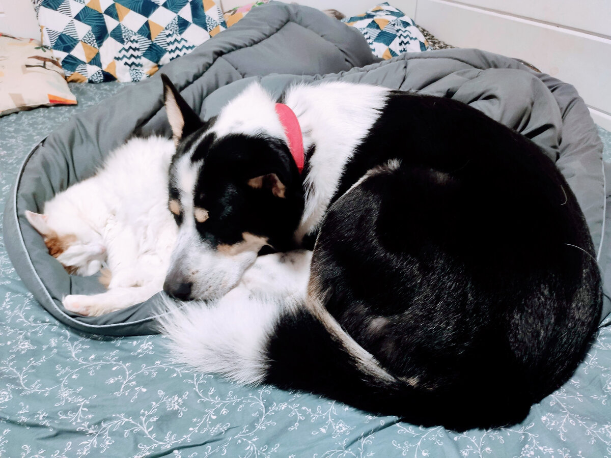 Утром как кошка с собакой, зато ночью не против погреть друг другу бока