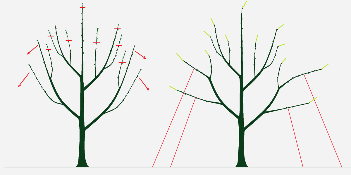 Схема обрезки деревьев. Обрезка плодовых деревьев. Отгибание ветвей плодовых деревьев. Обрезка груши.