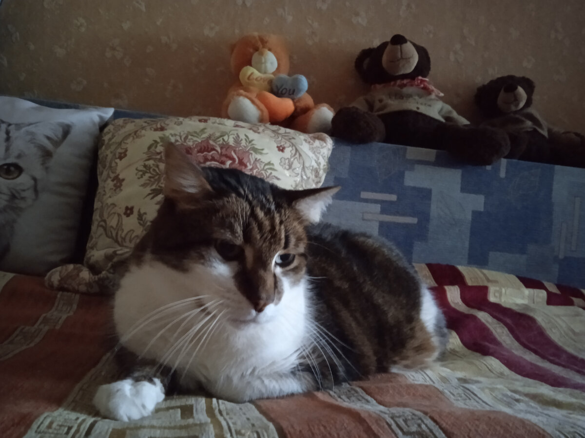 Забор на даче установили несколько лет назад и сразу все изменилось в ...