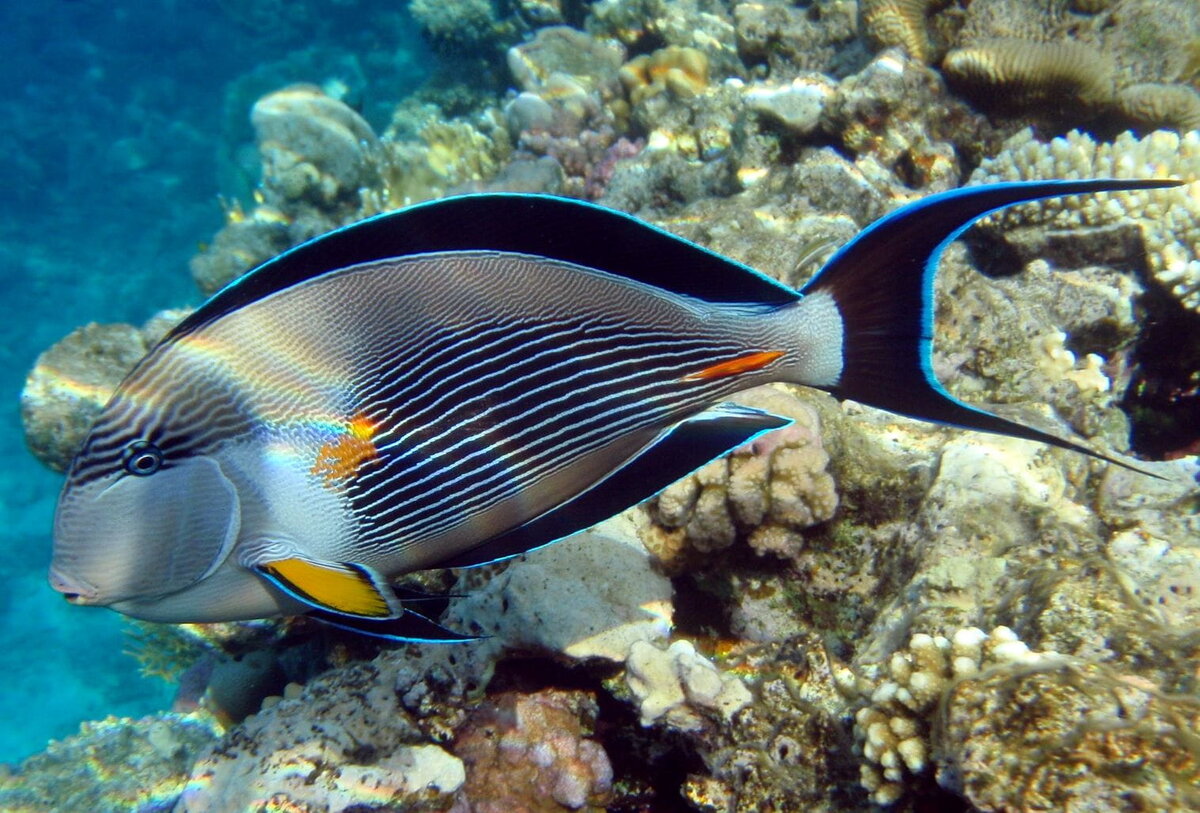 Проходные морские рыбы. Acanthurus Sohal. Рыба хирург сохал. Хепатус Королевский. Acanthurus leucosternon.