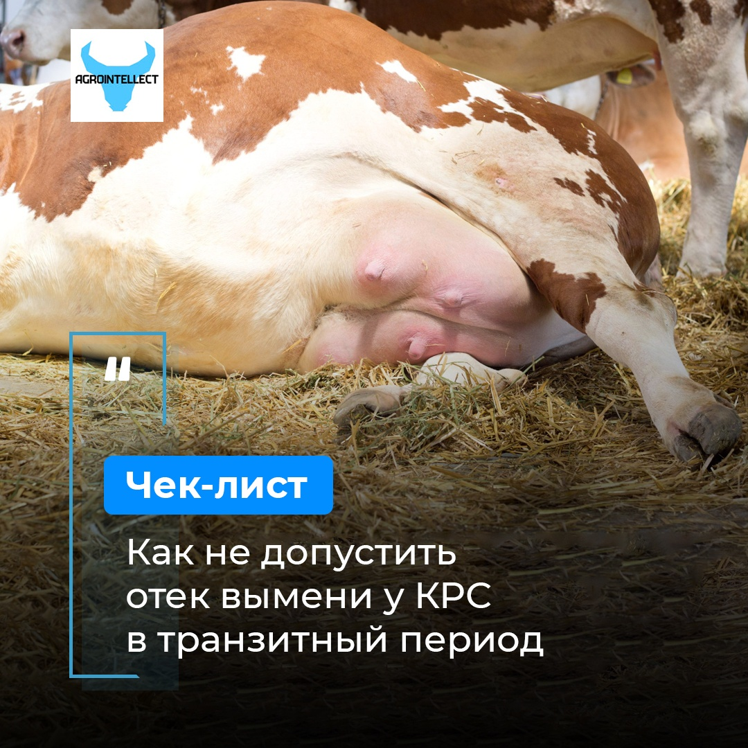 количество поголовья крс в россии. крупный рогатый скот страны производители. крупный рогатый скот в каких странах. разведение крупного рогатого скота примеры. крупный рогатый скот в каких странах.