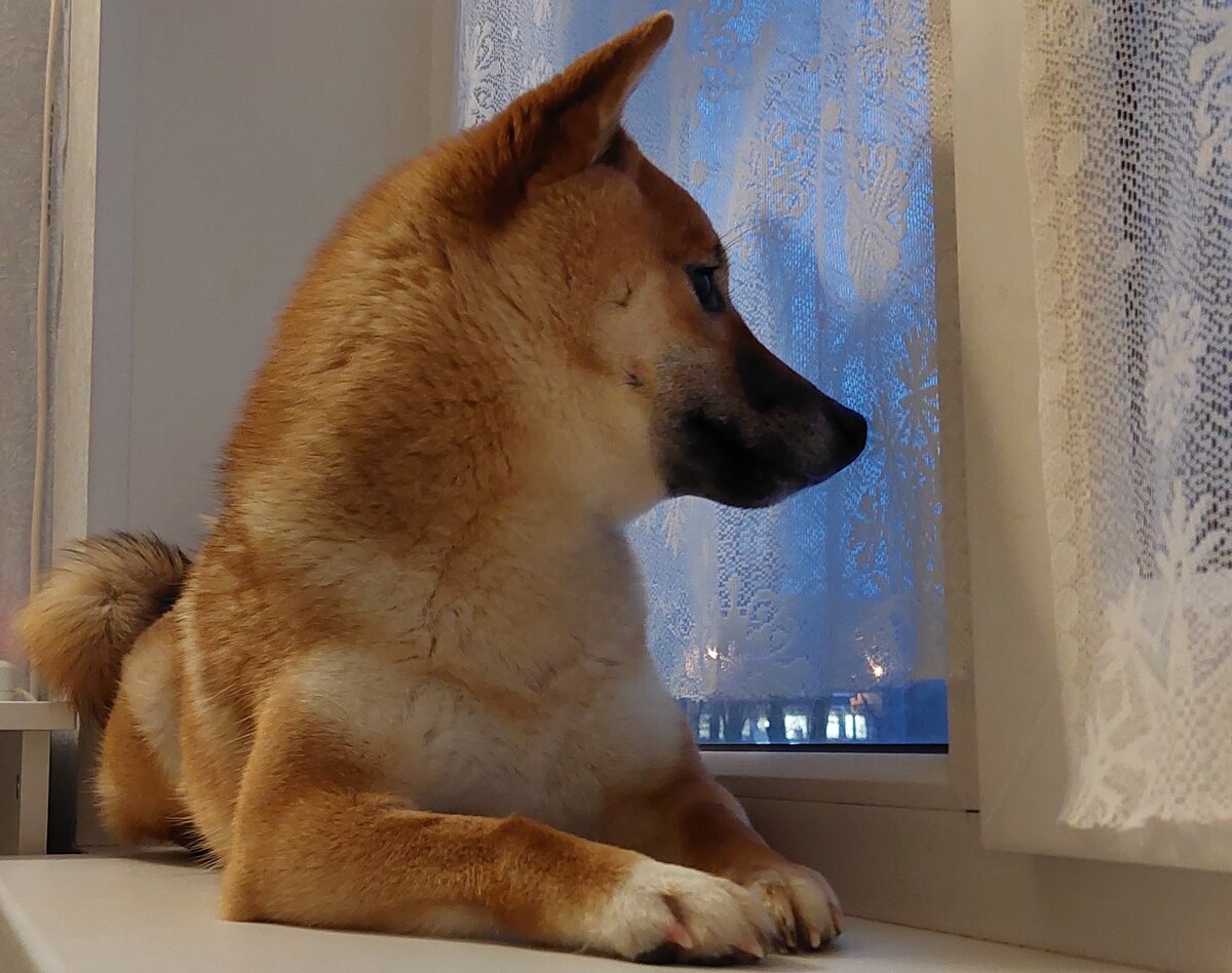 Кошка на окошке