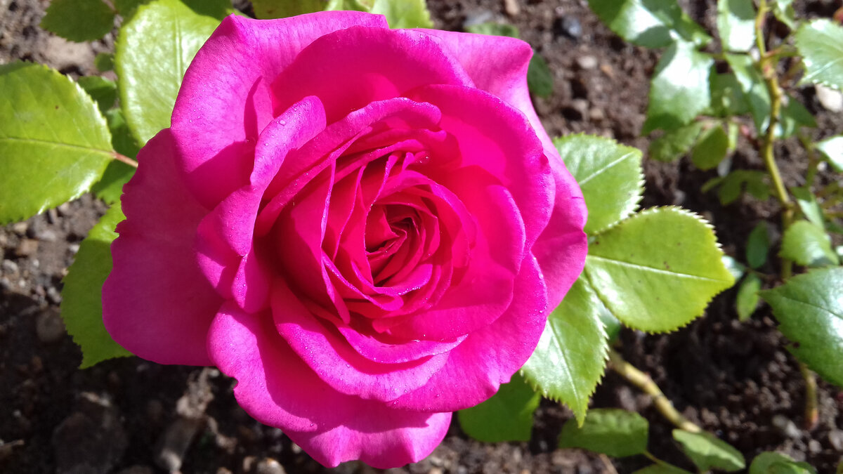 Maritim - выведена Хансом Юргеном Эверсом (1940-2007), представлена в Германии компанией Rosen-Tantau/Tantau Roses в 2007 году, где и работал известный селекционер. (фото автора) 