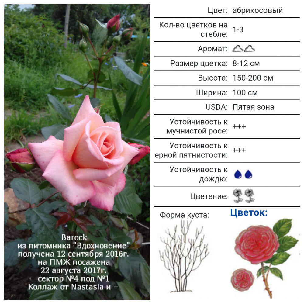 Barock,Tantau,1999,Клаймберы 