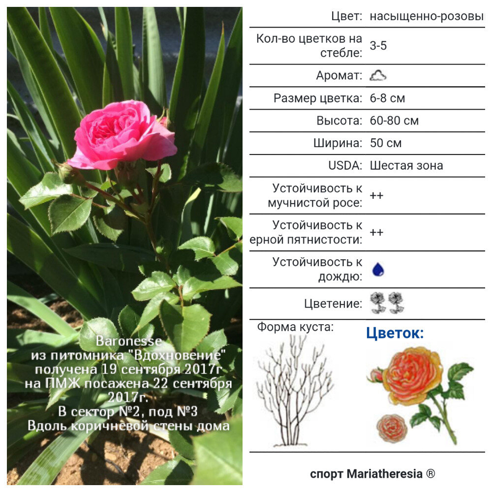 Baronesse, Tantau, 2009, Флорибунда 