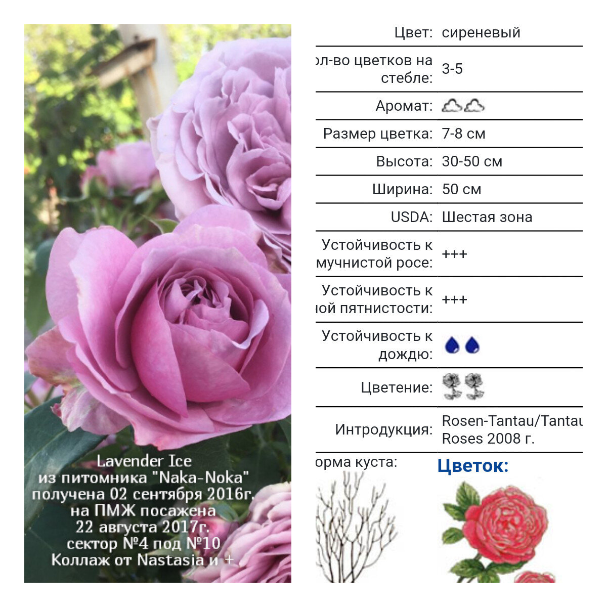 Lavender Ice,Tantau,2004,Патио