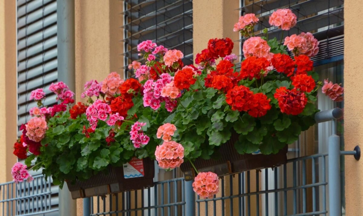 Пеларгония распберри айс. Можно ли пеларгонии на улицу. Пеларгония летто. Пеларгония королевская грандифлора. Можно ли пеларгонии на улицу.