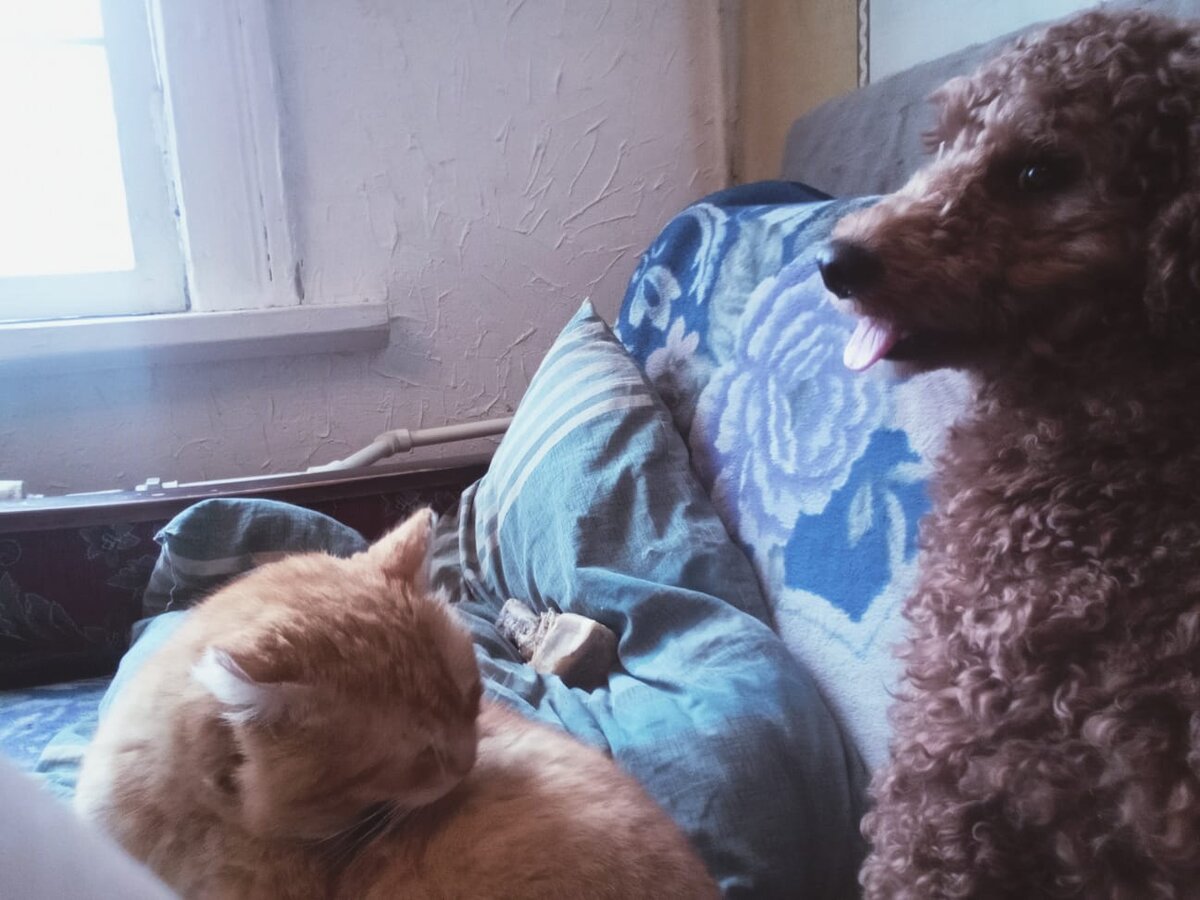 Румпель: - История, может, и не стоит яйца, но мы в шоке, конечно.