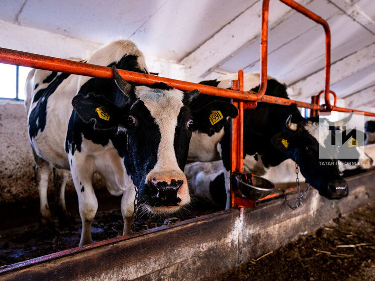 у крупного рогатого скота ген комолости доминирует