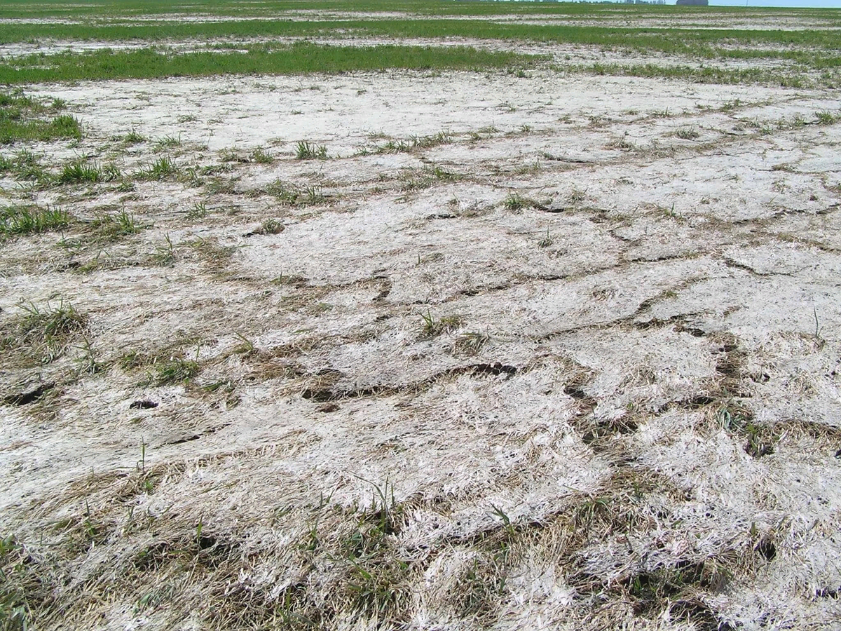 Вот это наснежило, елки-палки