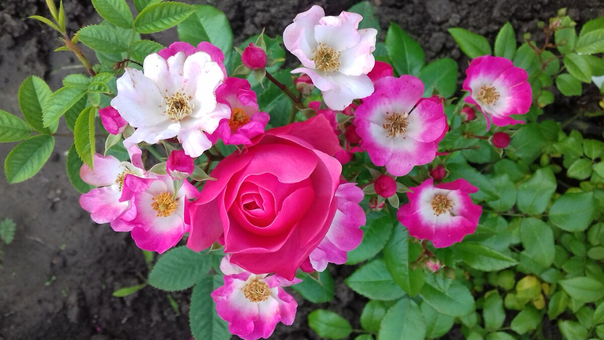 Барышня - крестьянка - Leonardo da Vinci и Ballerina (фото автора)