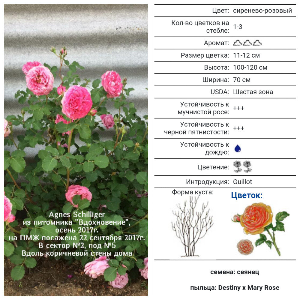 Agnes Schilliger,Massad,1997,Шрабы 