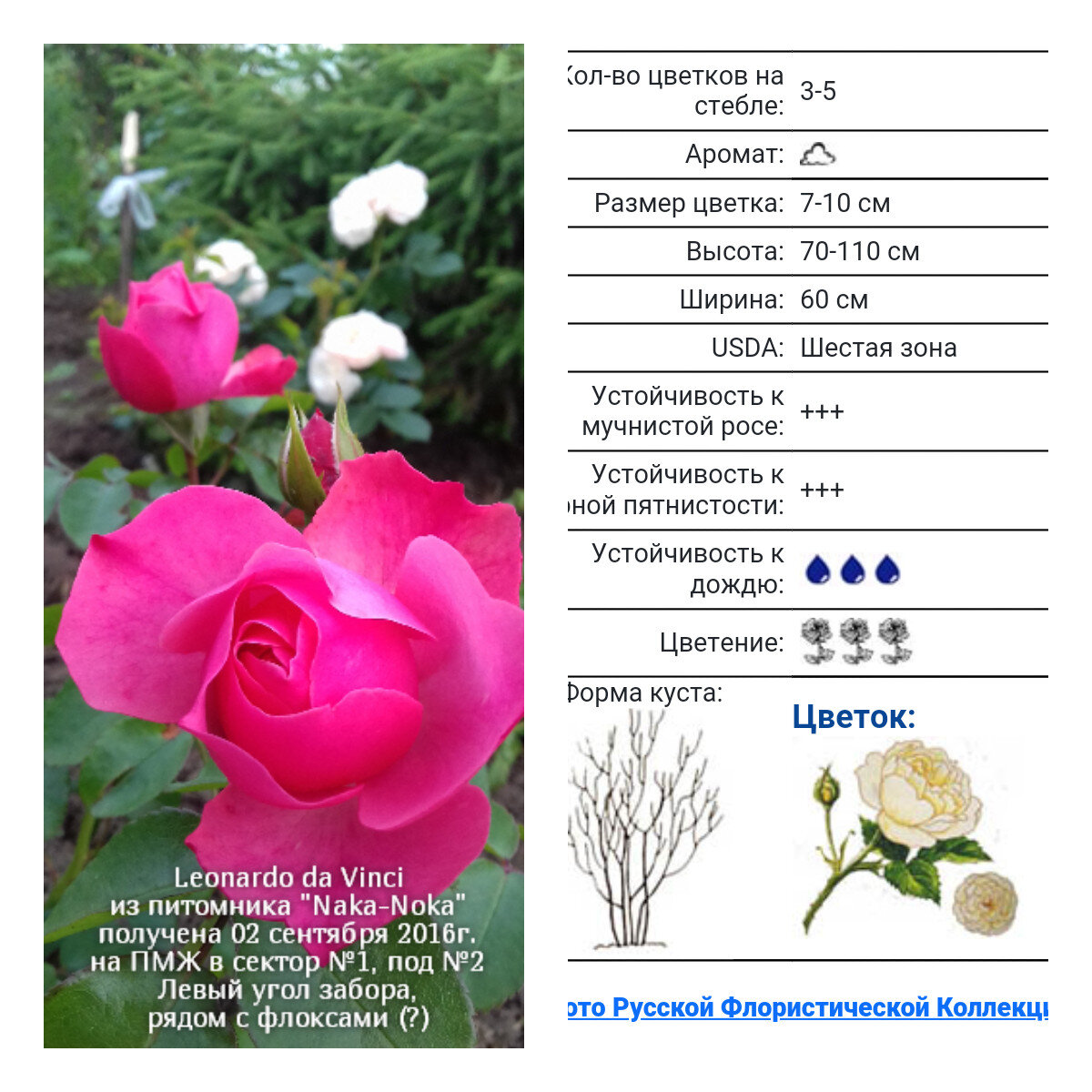 Leonardo da Vinci,Meilland,1993,Флорибунда