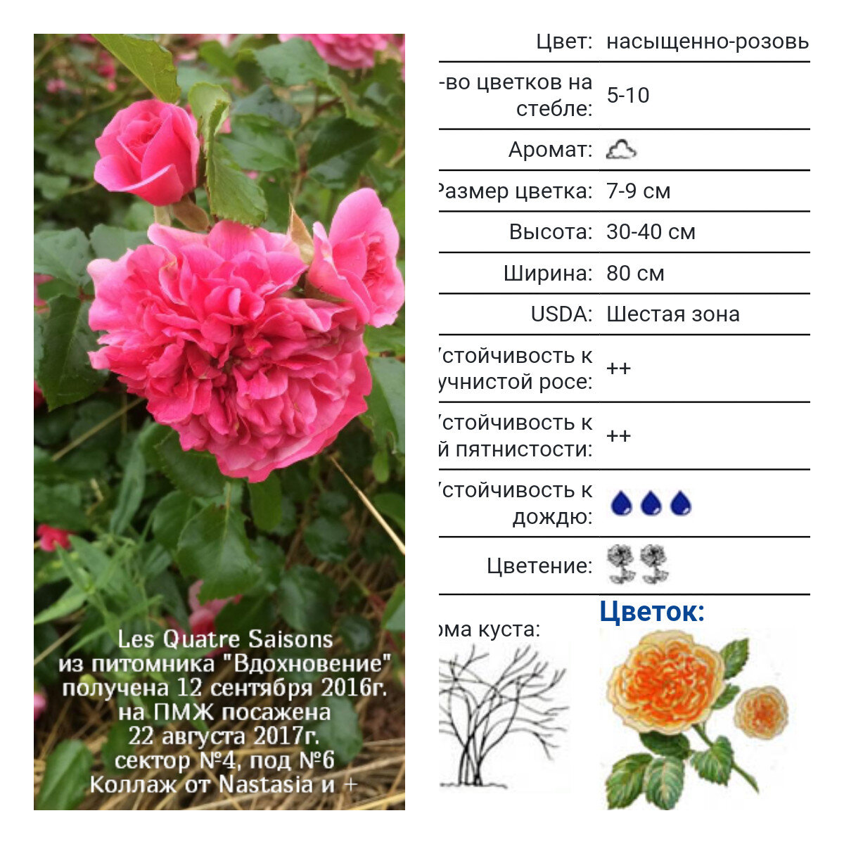 Les Quatre Saisons,Meilland Франция,2003,Шрабы