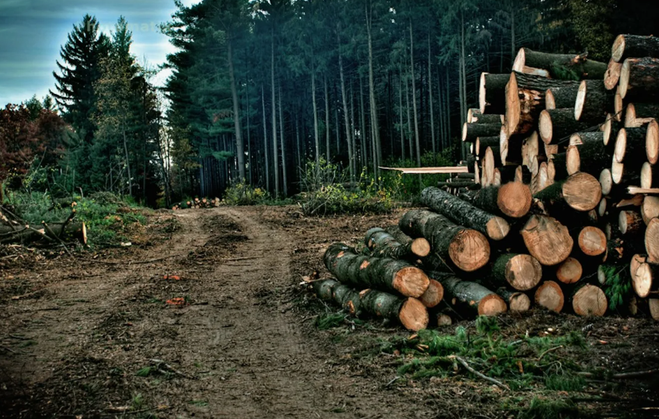 почему нельзя в високосный год собирать грибы. как правильно срезать грибы. возле чернобыля нельзя собирать грибы. грибы нельзя. почему нельзя в високосный год собирать грибы.
