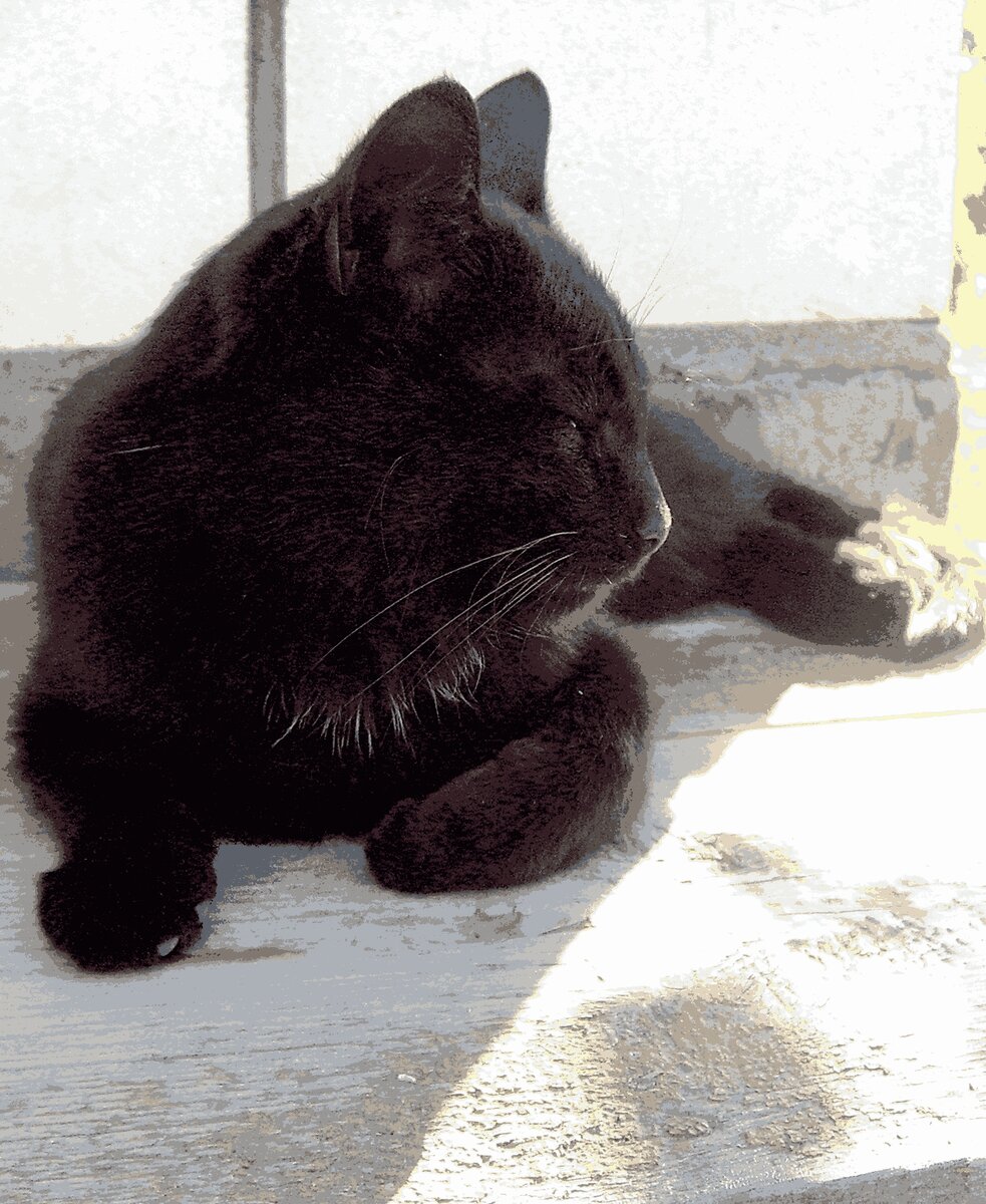 Фото автора. Нажрался, родный, чужих курчат!