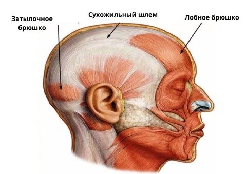 Затылочно-лобная мышца