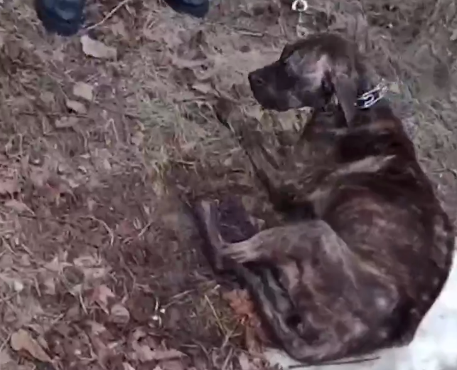 знаки в зоопарке. Animals do not have. Animals do not have. No pets allowed. знаки в зоопарке на английском.