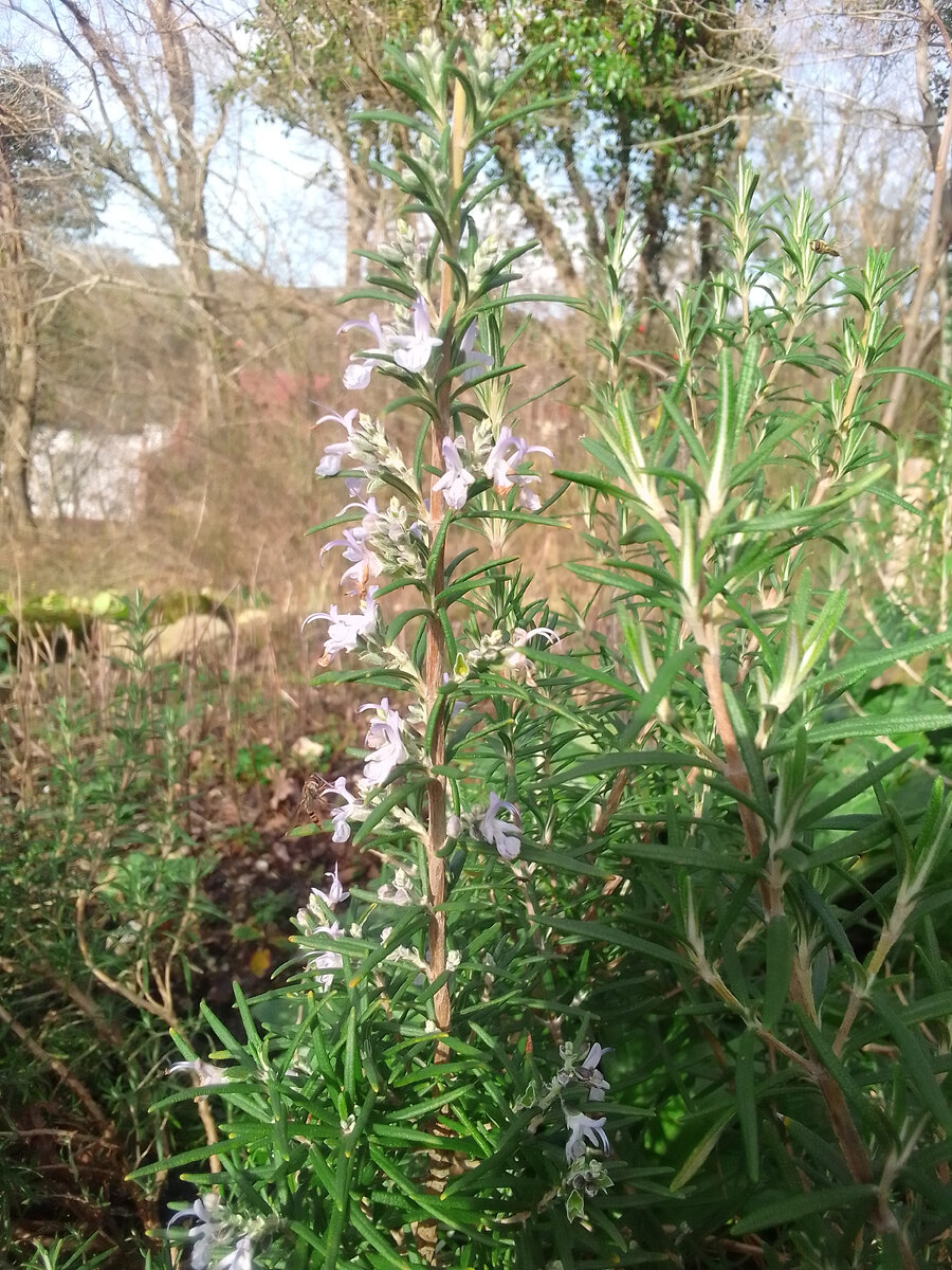 Розмарин цветёт зимой