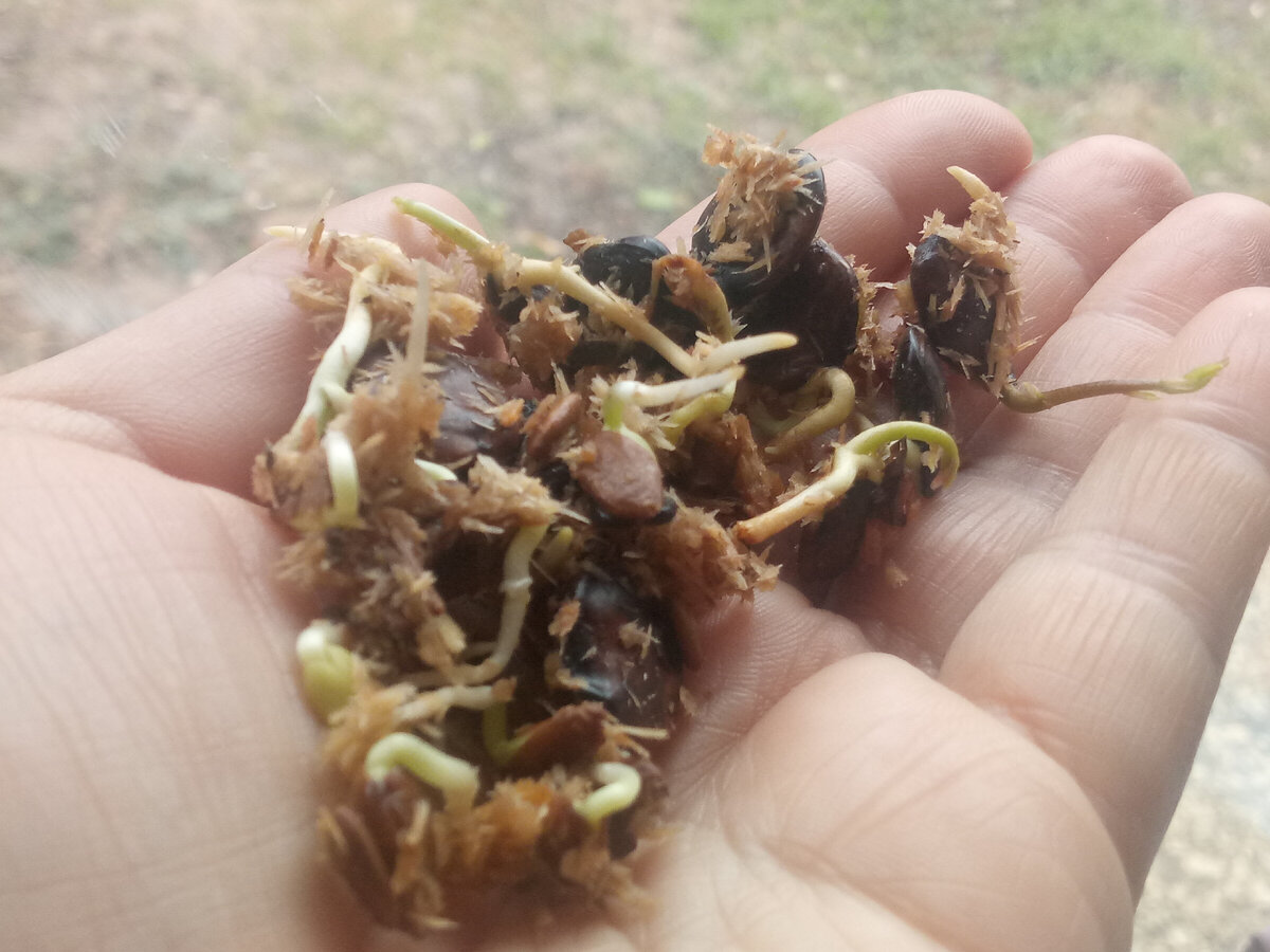 Из зимних семян очень хорошо развиваются глицинии и альбиция- королевы наших садов. Выращиваю глицинии пока в контейнерах.  Четыре альбиции высадила в сад. 