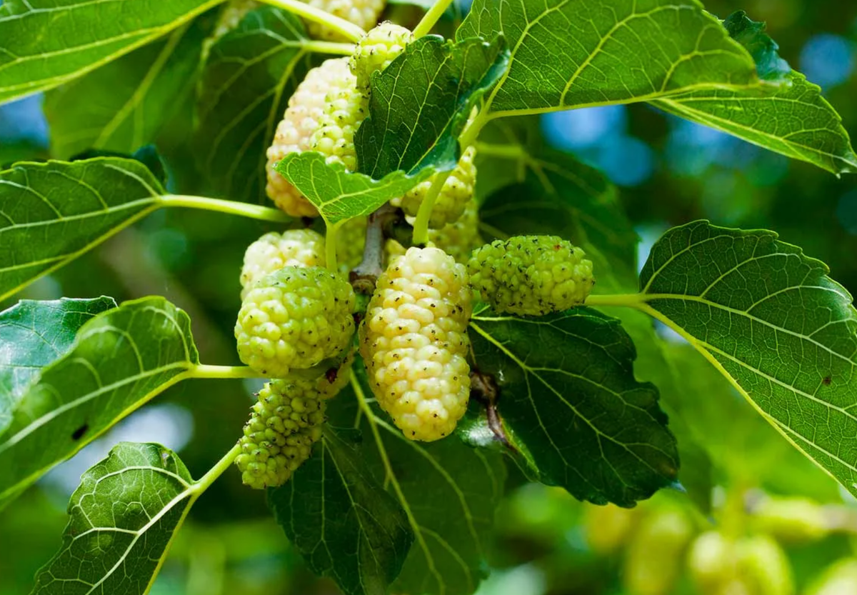 Источник фото: flowwill.ru