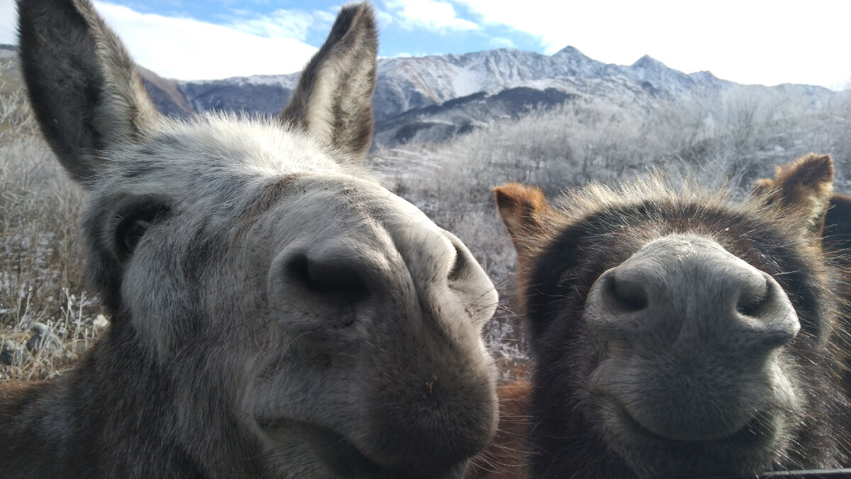 Даргавс - Город не только мёртвых, но и живых симпатичных осликов